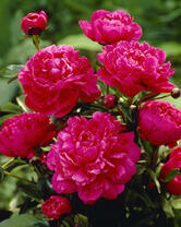 Без бренда «2KMB-4036» в Вологде