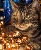 Без бренда «2KXSB-0678» в Вологде