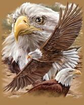 Без бренда «Коробка 20 шт: Орёл крупным планом» в Вологде