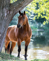 Без бренда «Коробка 20 шт: Лошадь у дерева» в Вологде