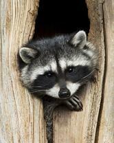 Без бренда «Енот в дупле» в Вологде