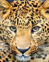 Красивый взгляд леопарда