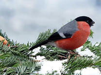 Снегирь на заснеженной ёлочке