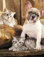 Без бренда «Милый щенок французского бульдога и два котёнка» в Вологде