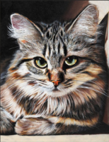 Без бренда «Маленькая серая кошечка» в Вологде в интернет-магазине Без бренда «Маленькая серая кошечка» в Вологде