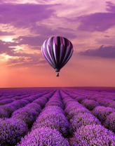 Сиреневый воздушный шар над лавандовом поле