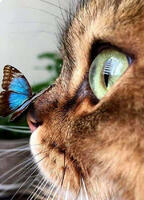 Без бренда «Котёнок с бабочкой на носу» в Вологде в интернет-магазине Без бренда «Котёнок с бабочкой на носу» в Вологде