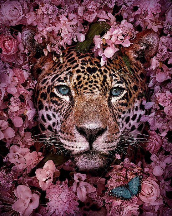 Картина по номерам 40x50 Леопард среди розовых цветов