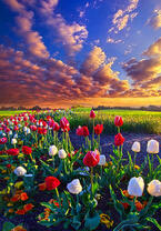 Без бренда «Поле тюльпанов под облачным небом» в Вологде