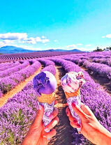 Мороженное среди лавандового поля